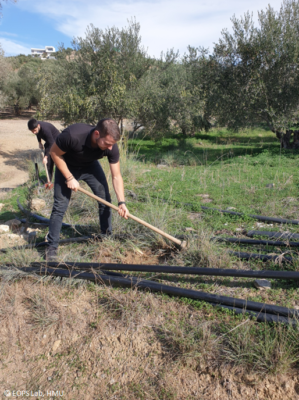 Establishment of Green Infrastructure (GI) in the LIFE IGIC olive groves- November 2021