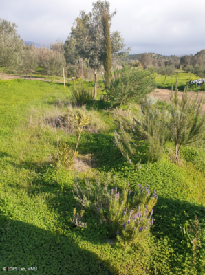 Establishment of Green Infrastructure (GI) in the LIFE IGIC olive groves- November 2021