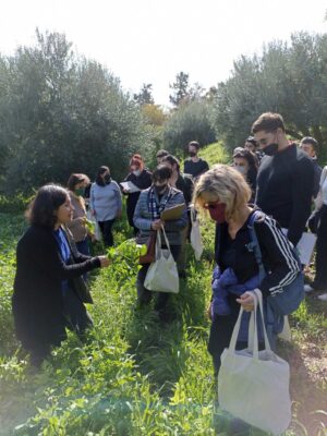 Educational talk on edible flora of olive groves and visit at the Hellenic Mediterranean University (HMU) olive grove