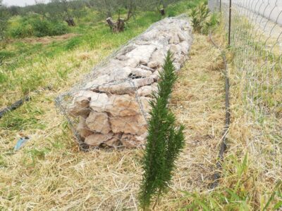 Establishment of stonewalls and artificial ponds in the pilot olive groves of the project site