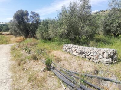 Establishment of stonewalls and artificial ponds in the pilot olive groves of the project site